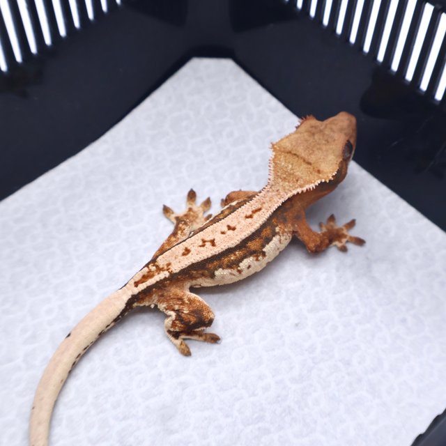 트라이 텐저린 화이트