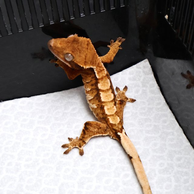 Tri Drippy White Spot White Pin Tangerine White