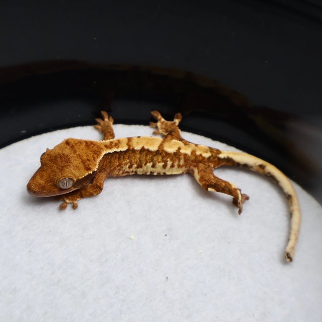 Normal Tri Extreme Harlequin White Spot Tangerine