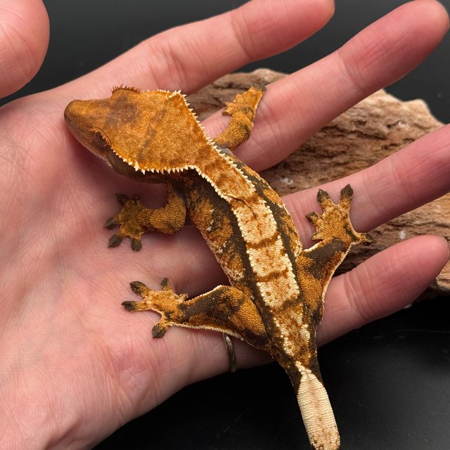 Tri White Spot White Pin White