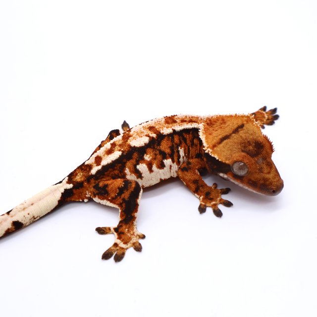 White Spot White Pin Drippy Tangerine Tri White