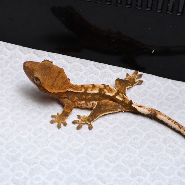 Tri Drippy White Spot White Pin Tangerine White