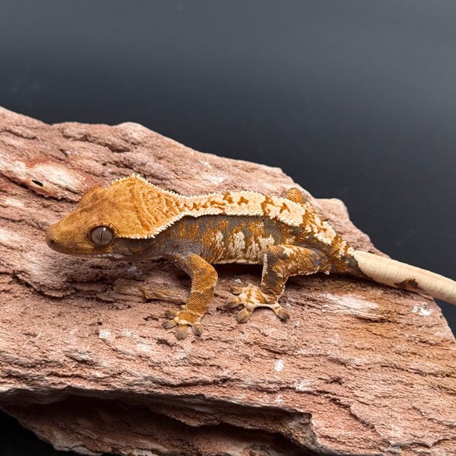 Tri Drippy White Spot White Pin White