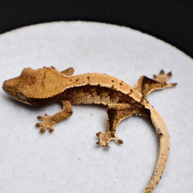 Tri Drippy White Spot White Pin White