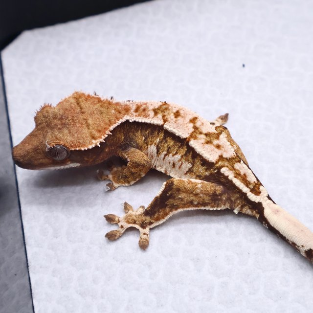 트라이 화이트크라운 화이트핀 화이트