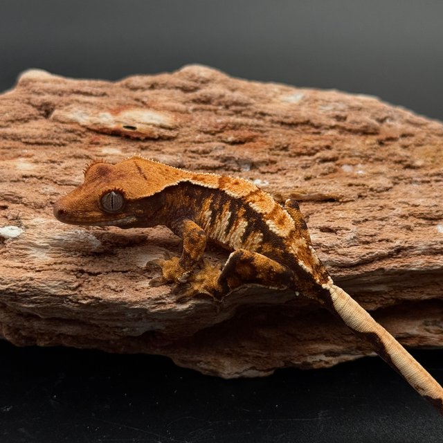 Tri White Spot White Pin White Black