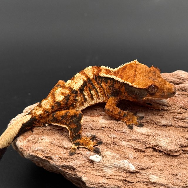 Tri White Spot White Pin Drippy Tangerine White