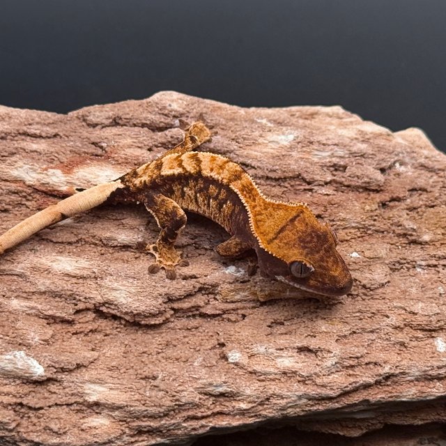 Tri Extreme Harlequin White Spot White Pin White