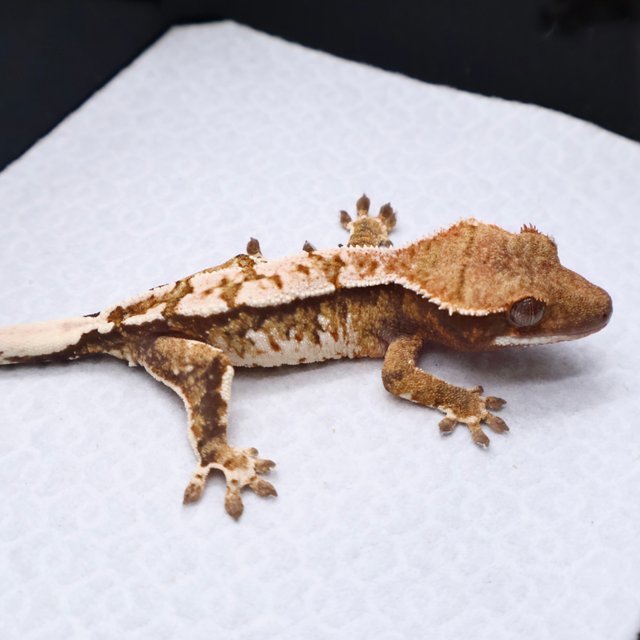 트라이 화이트크라운 화이트핀 화이트