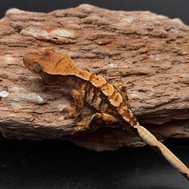 Tri White Spot White Pin White Black