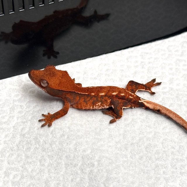 Tri White Spot White Pin Tangerine White