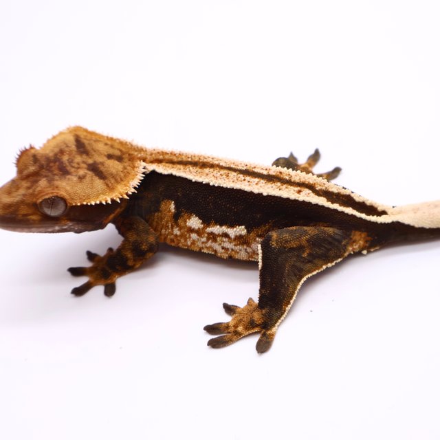 Empty Back Black Super Stripe Quad White