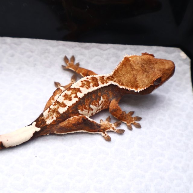 트라이 화이트크라운 화이트핀 텐저린 화이트