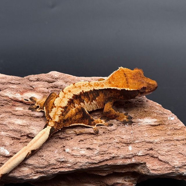 Tri Drippy Extreme Harlequin White Spot White Pin Tangerine