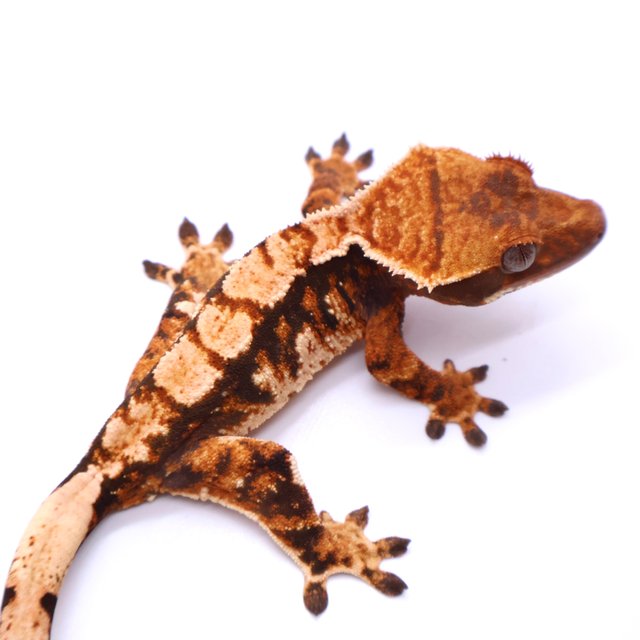 Tri Tangerine
