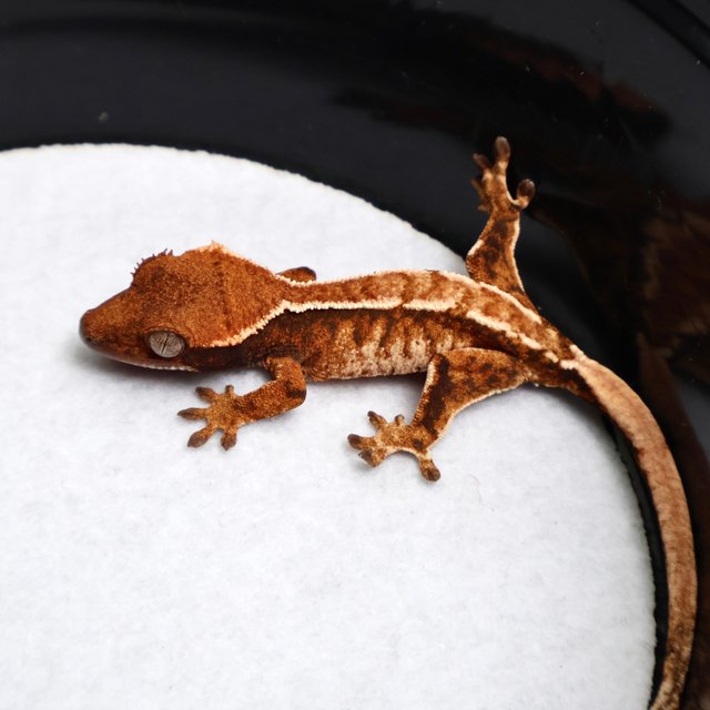 Tri Drippy White Spot White Pin Tangerine White