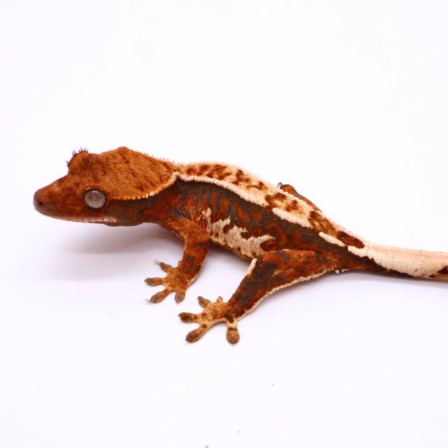 트라이 핀스트라이프 화이트포트홀 화이트핀 텐저린 화이트