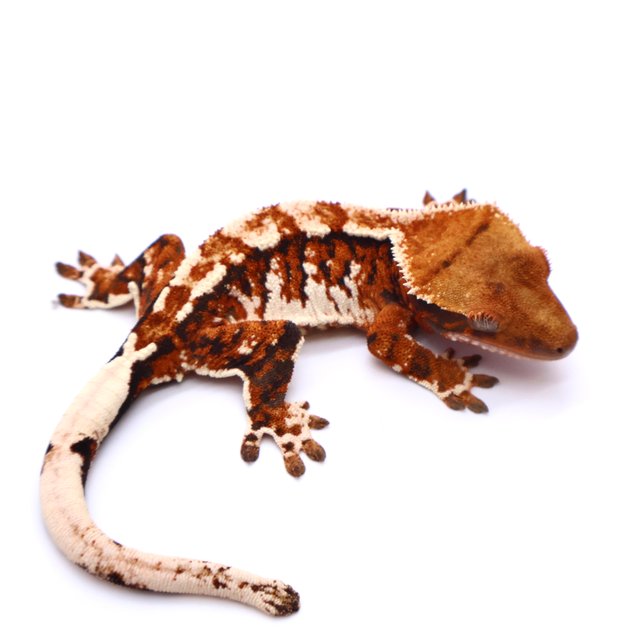 트라이 드리피 화이트스팟 화이트핀 텐저린 화이트