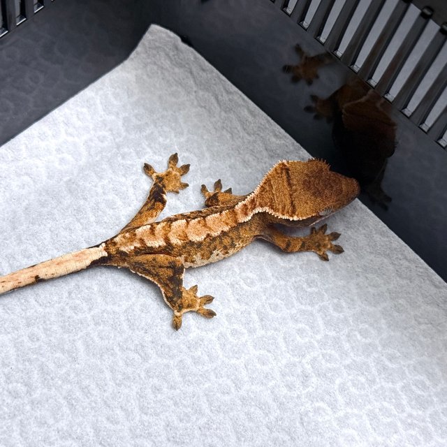 Tri Drippy White Spot White Pin Tangerine White