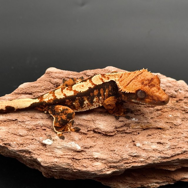 Tri White Spot White Pin Black White