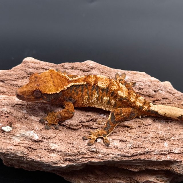 Tri Extreme Harlequin White Spot White Pin Tangerine White