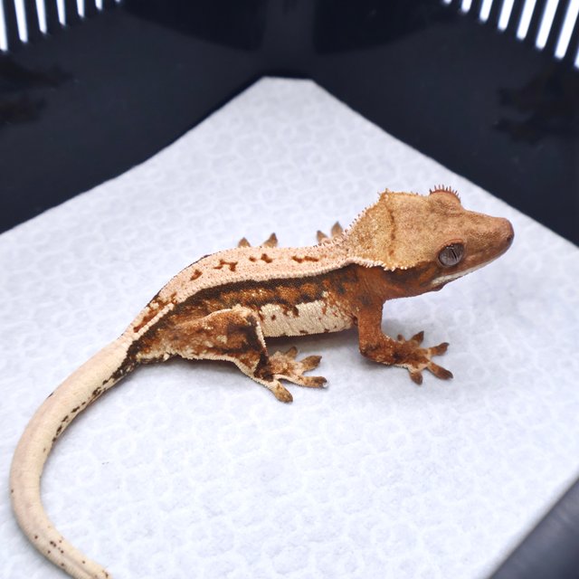 트라이 텐저린 화이트