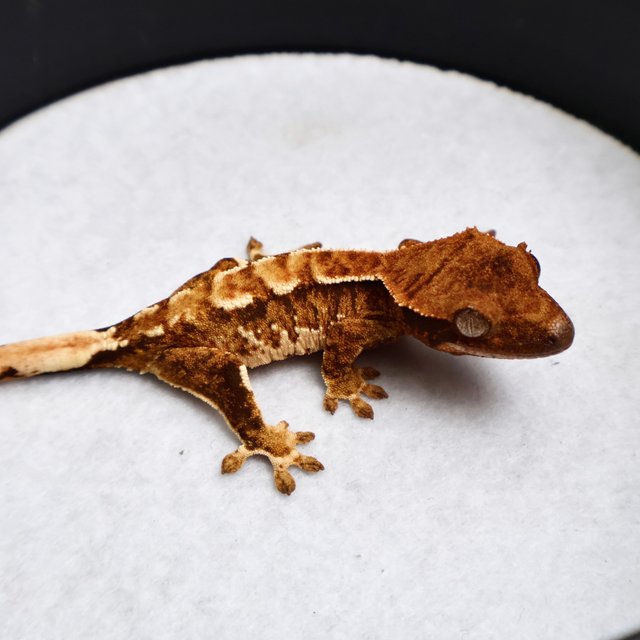 Tri Drippy White Spot White Pin White