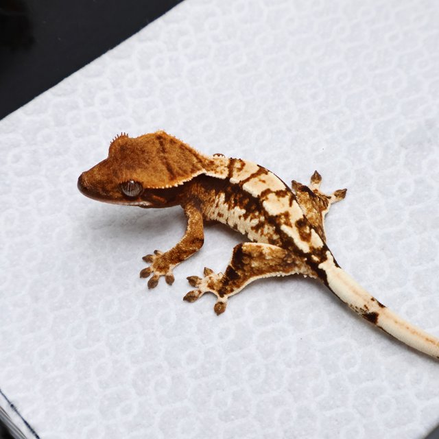 Tri Drippy White Spot White Pin Tangerine White