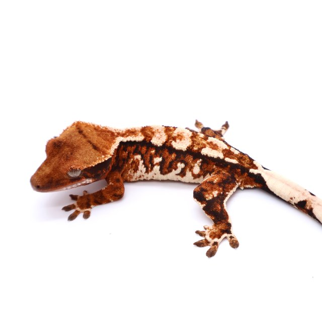 Tri White Spot White Pin Drippy Tangerine White