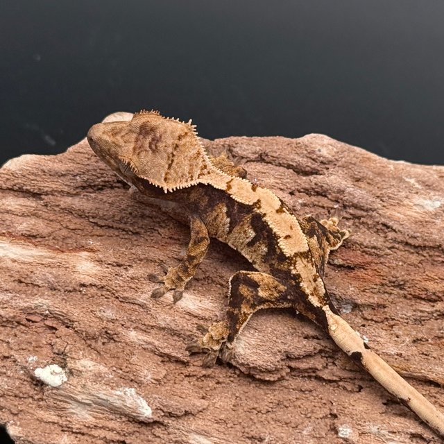 Tri Drippy White Spot White Pin White