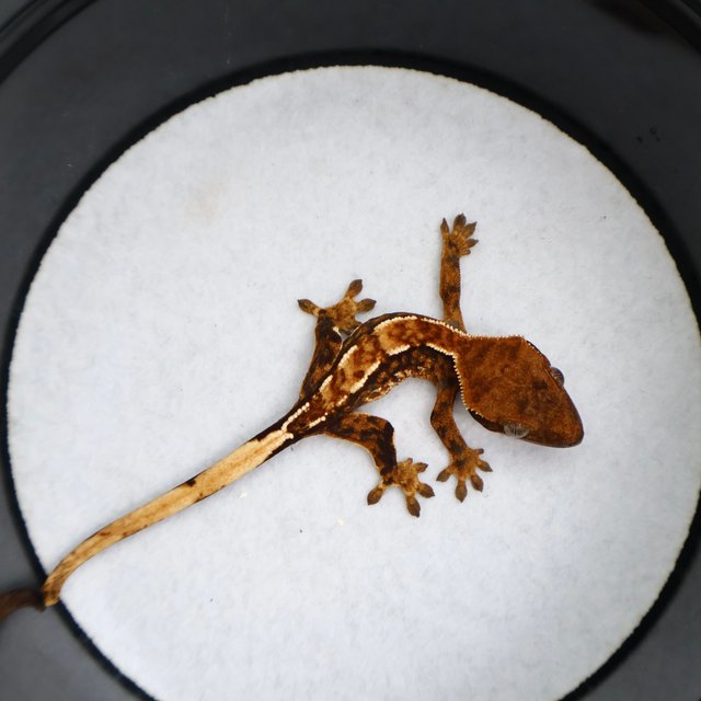 Normal Tri Extreme Harlequin White Spot Tangerine