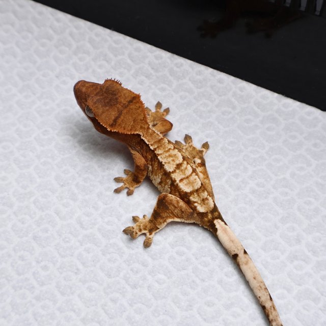 Tri Drippy White Spot White Pin Tangerine White