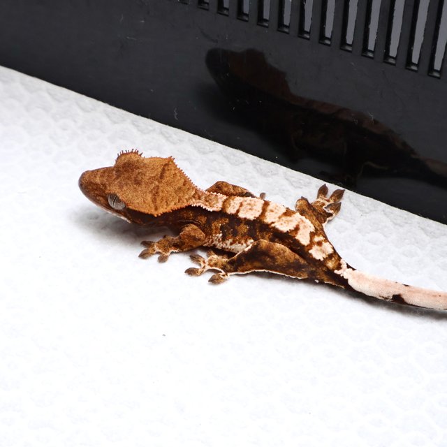 Tri Drippy White Pin White Spot White Tangerine