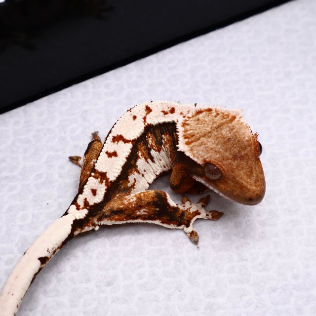 트라이 텐저린 화이트