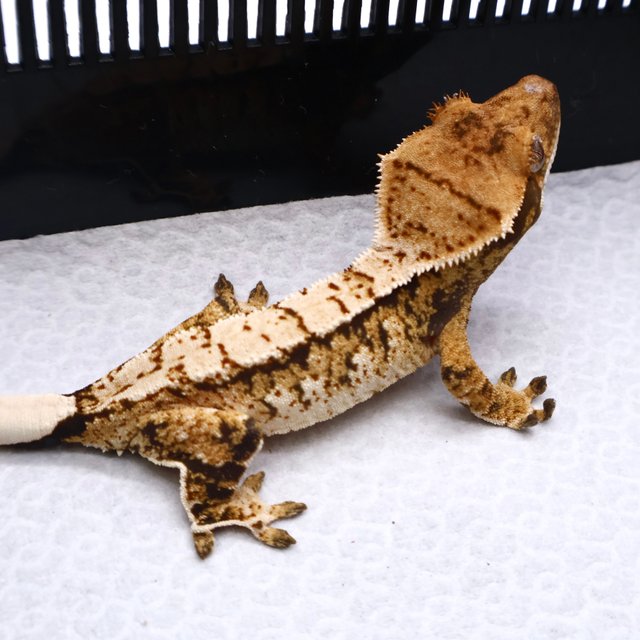 트라이 드리피 화이트크라운 화이트핀 화이트