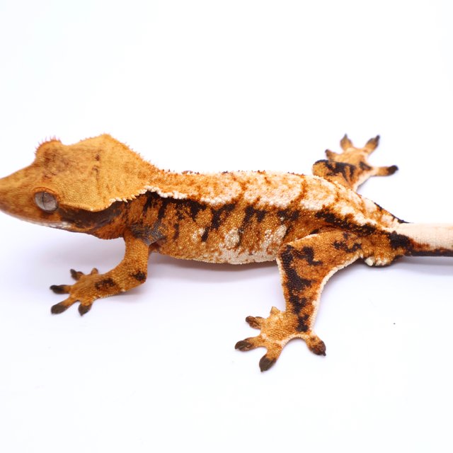 Tri Tangerine