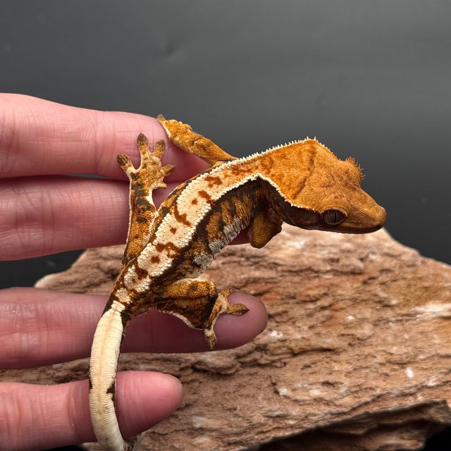 Tri White Spot White Pin White Black