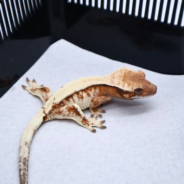 Sable Tangerine White