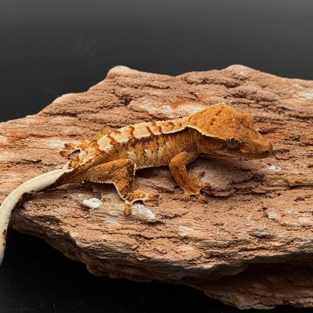 White Pin White Drippy Tri White Spot