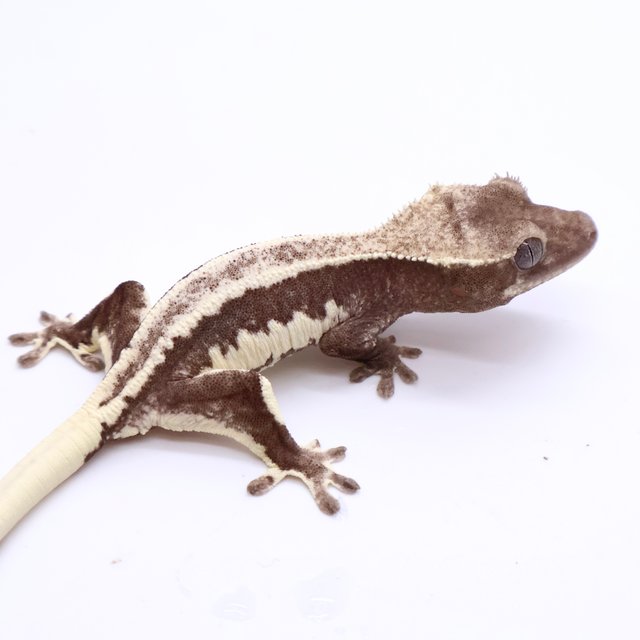 Lilly Axanthic Drippy Full Pinstripe White Spot White Pin Black