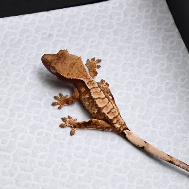 Tri Drippy White Spot White Pin Tangerine White