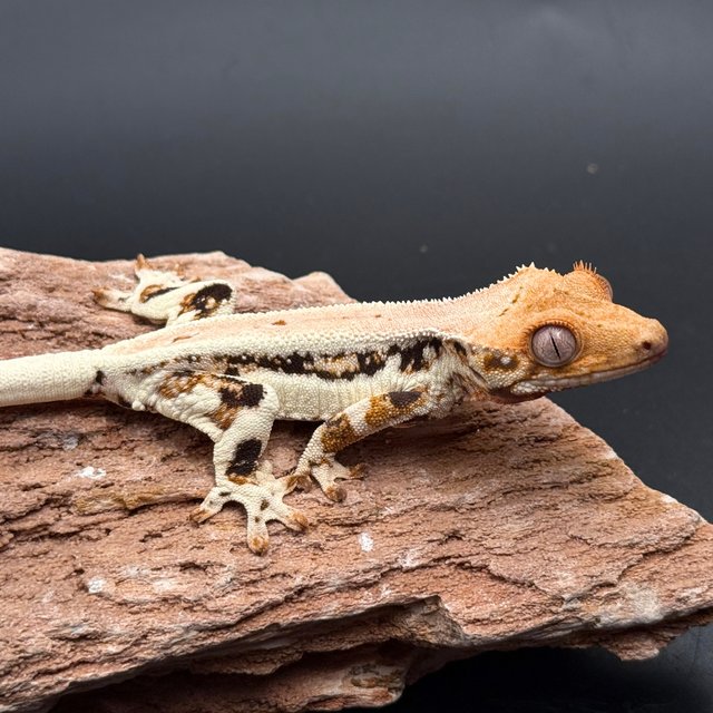 Lilly White Drippy Solid Back Black White