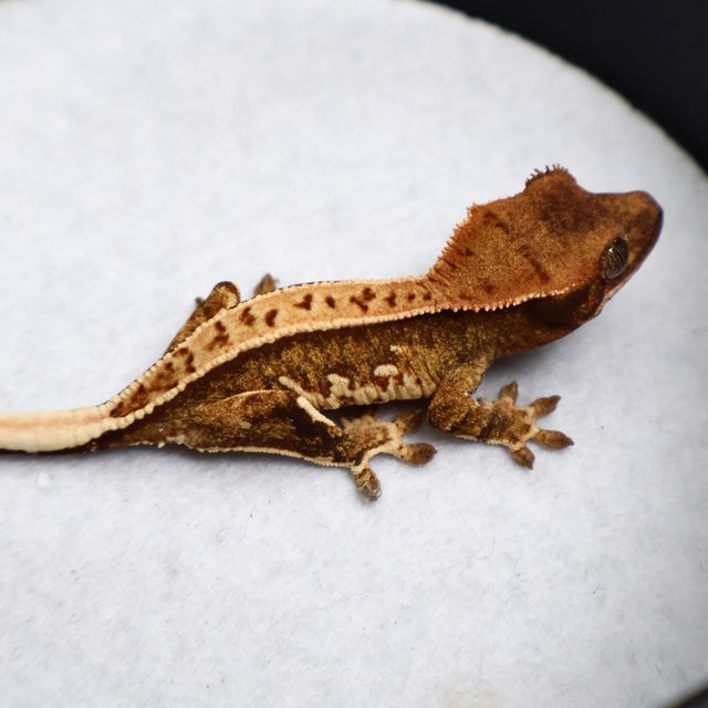 Tri Full Pinstripe Pinstripe White Spot White Pin White