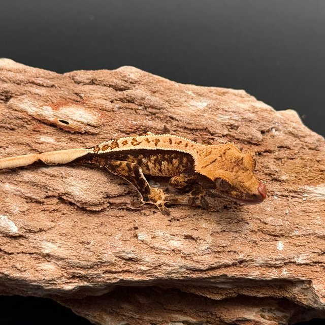 Tri White Spot White Pin White Black