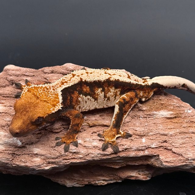 White Tri White Spot Black Tangerine White Pin