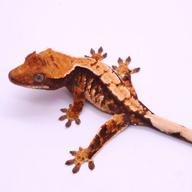 Tri White Spot White Pin Tangerine White Barb