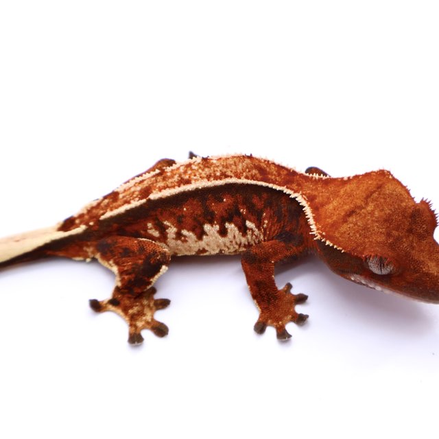 Tri Tangerine White