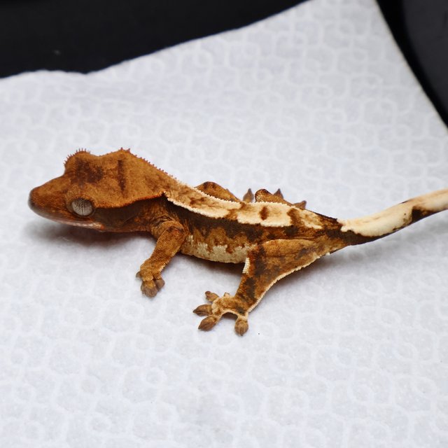 Tri Pinstripe White Spot White Pin White