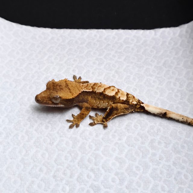 Tri Drippy White Spot White Pin White