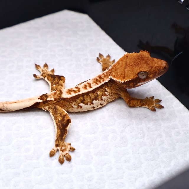 트라이 핀스트라이프 화이트크라운 화이트핀 텐저린 화이트